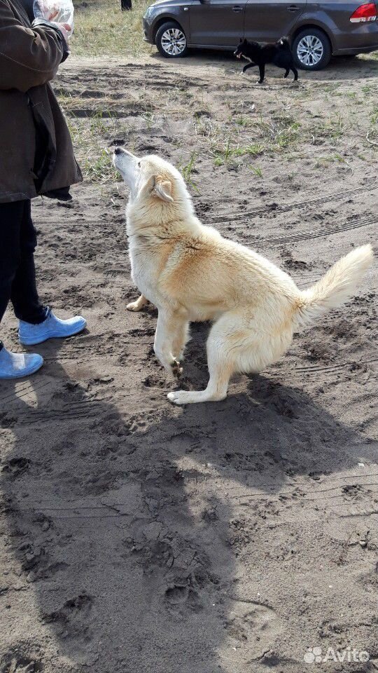 Лайка и 2 собаки неопределяемой породы купить на Зозу.ру - фотография № 2
