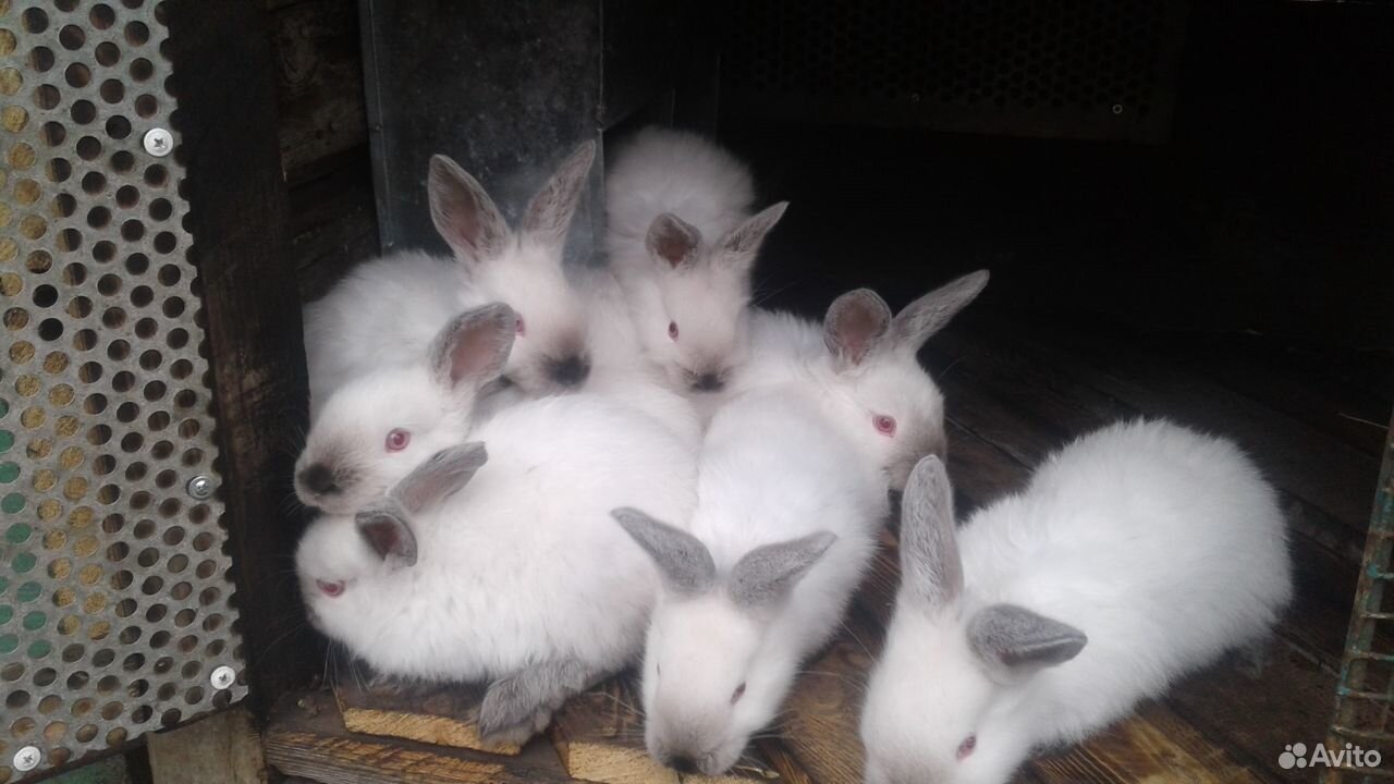 Кролики Калифорния купить на Зозу.ру - фотография № 1
