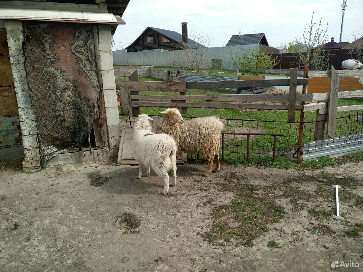 Две овцы на племя(ярки) купить на Зозу.ру - фотография № 2