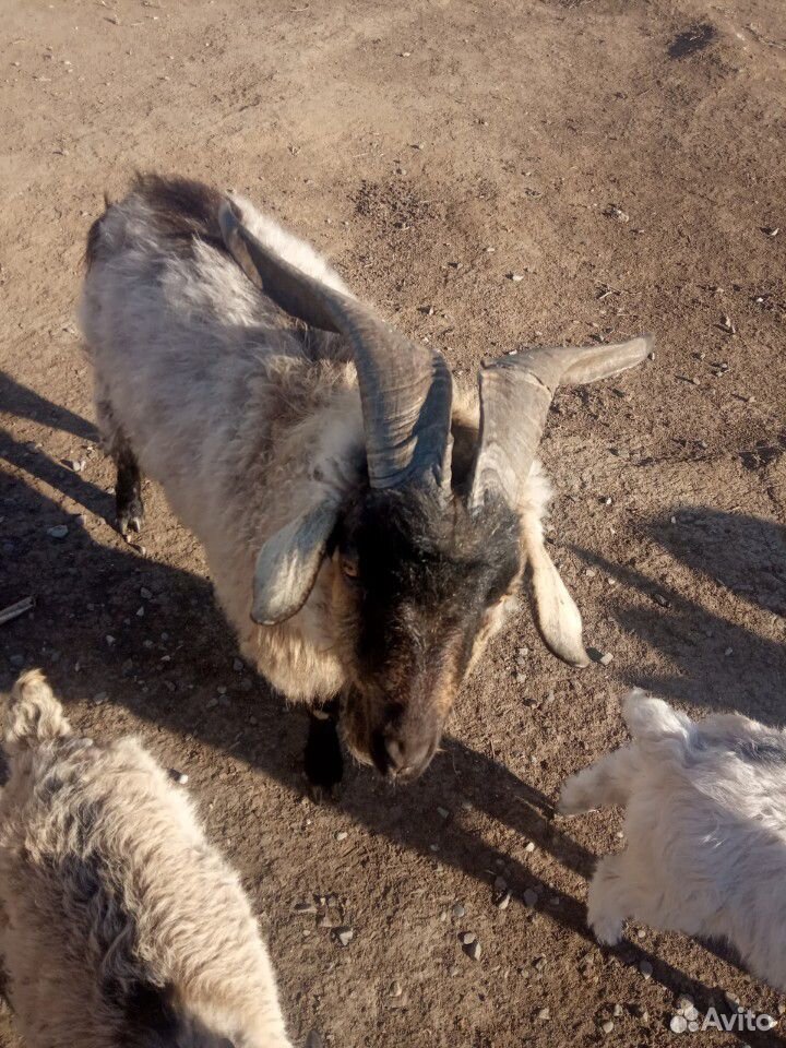 Козел коза купить на Зозу.ру - фотография № 1