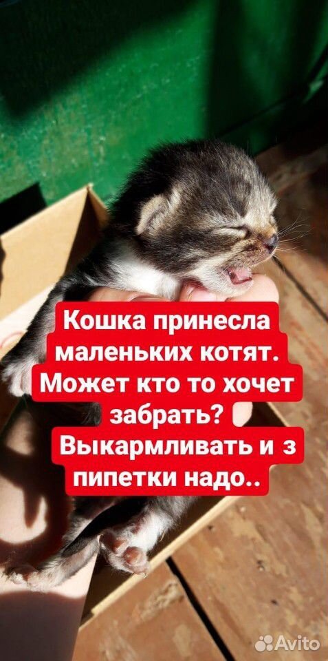 Маленькие котята купить на Зозу.ру - фотография № 1