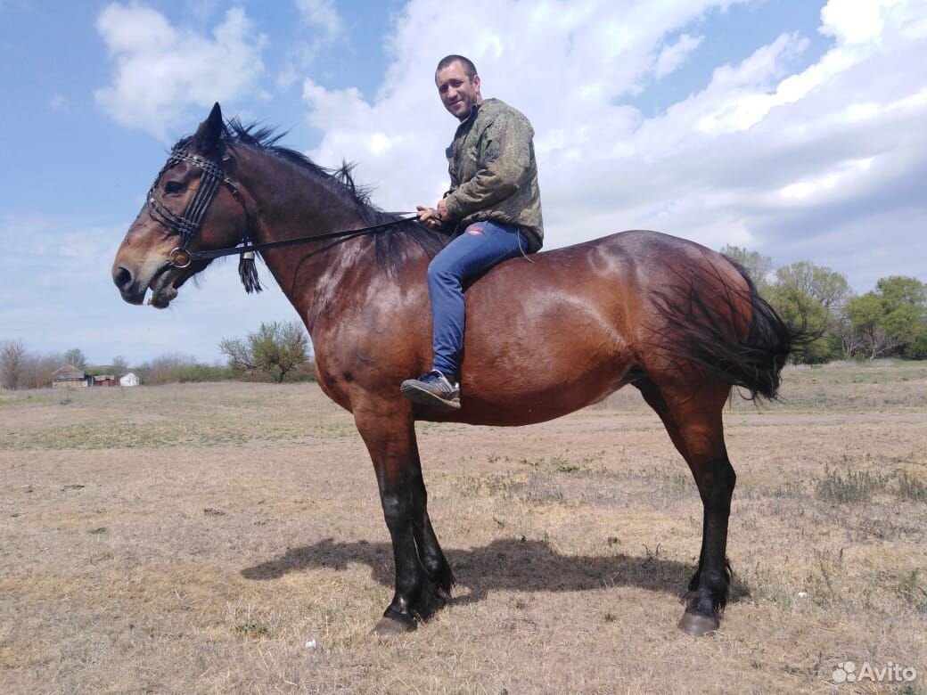 Продаются лошади купить на Зозу.ру - фотография № 1