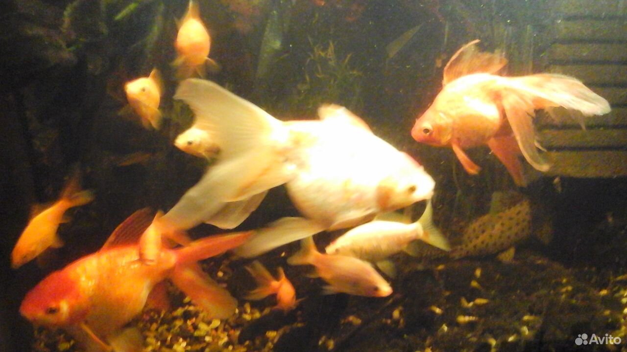 Рыбки золотые в большой аквариум купить на Зозу.ру - фотография № 3