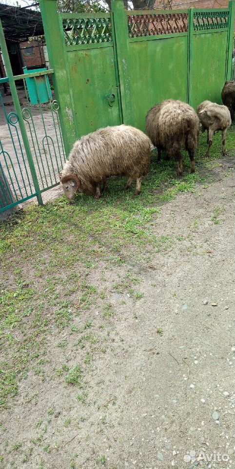 Овцы и бараны продам купить на Зозу.ру - фотография № 4