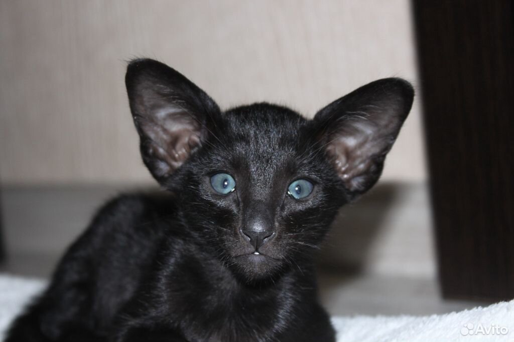 Мини-пантера черный ориентальный котенок купить на Зозу.ру - фотография № 6