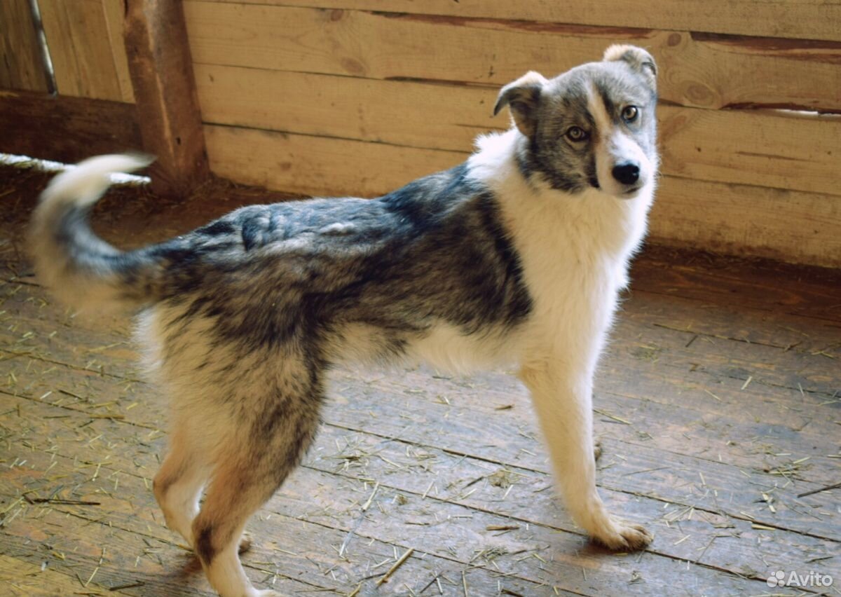 Стерилизованная, вакцинированная молодая собачка купить на Зозу.ру - фотография № 1
