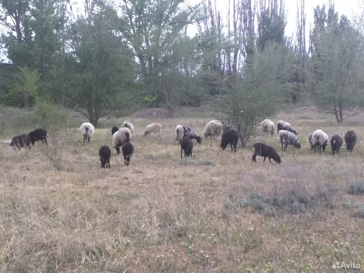 Романовские овцы и ягнята купить на Зозу.ру - фотография № 1