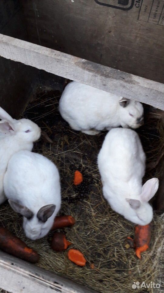 Кролики полудикие не порода купить на Зозу.ру - фотография № 1