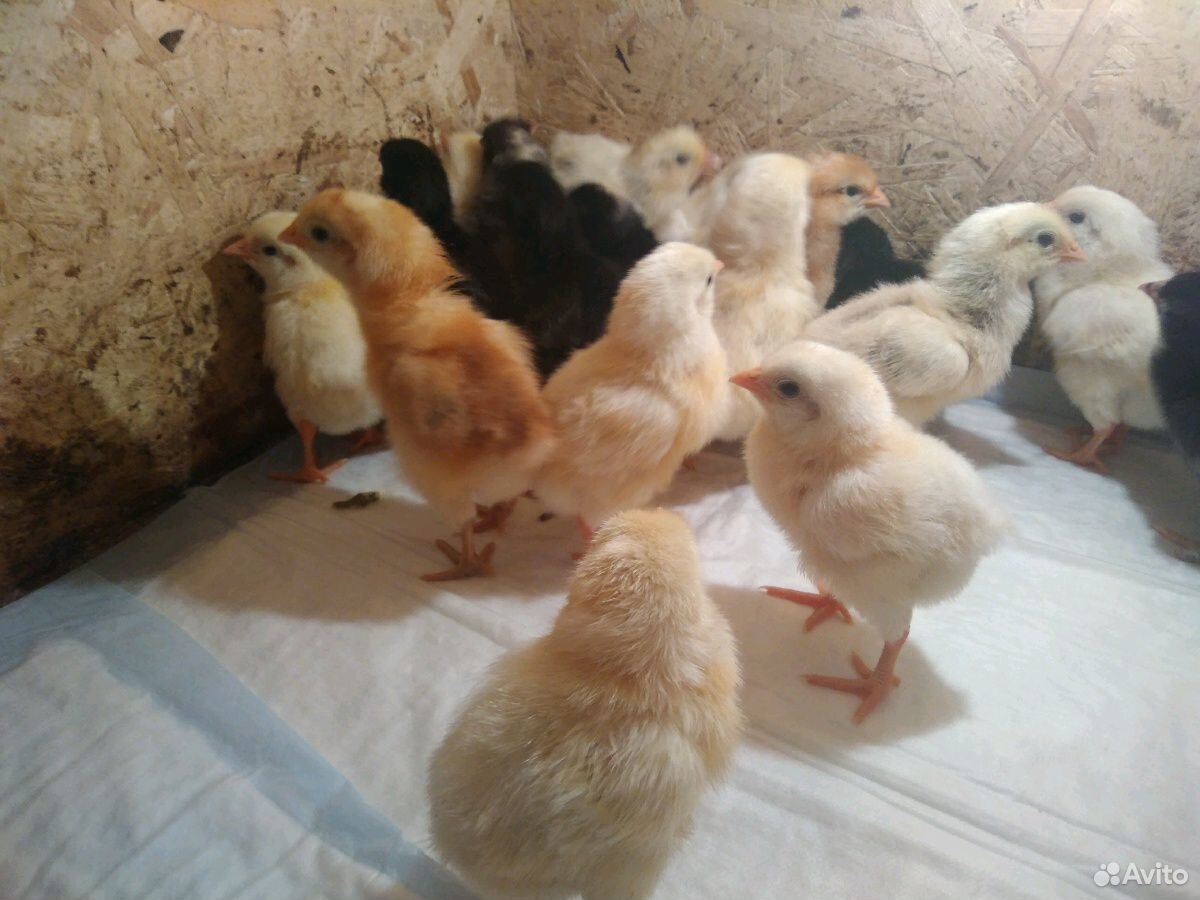 Цыплята кур несушек купить на Зозу.ру - фотография № 4