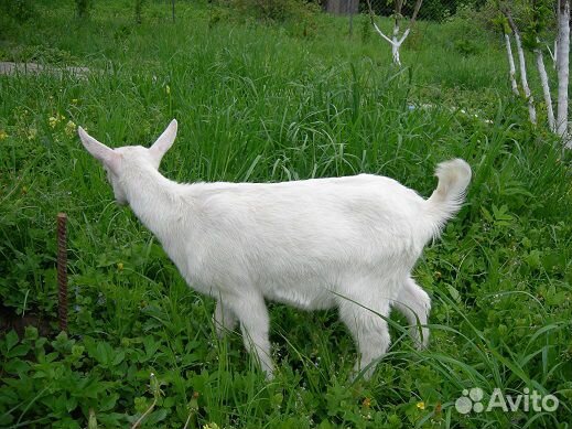 Зааненские чистопородные козы купить на Зозу.ру - фотография № 1