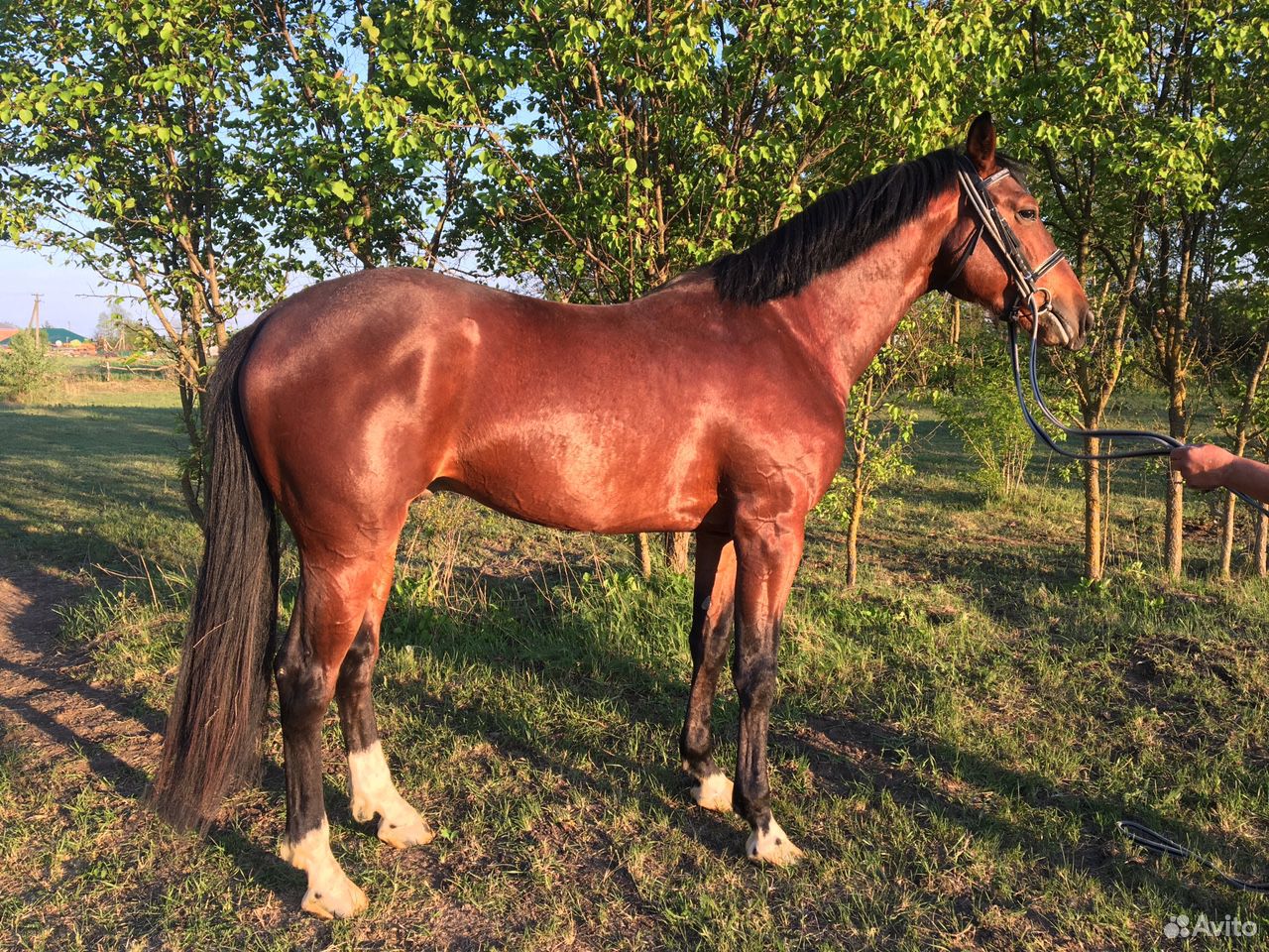 Продаётся лошадь купить на Зозу.ру - фотография № 2