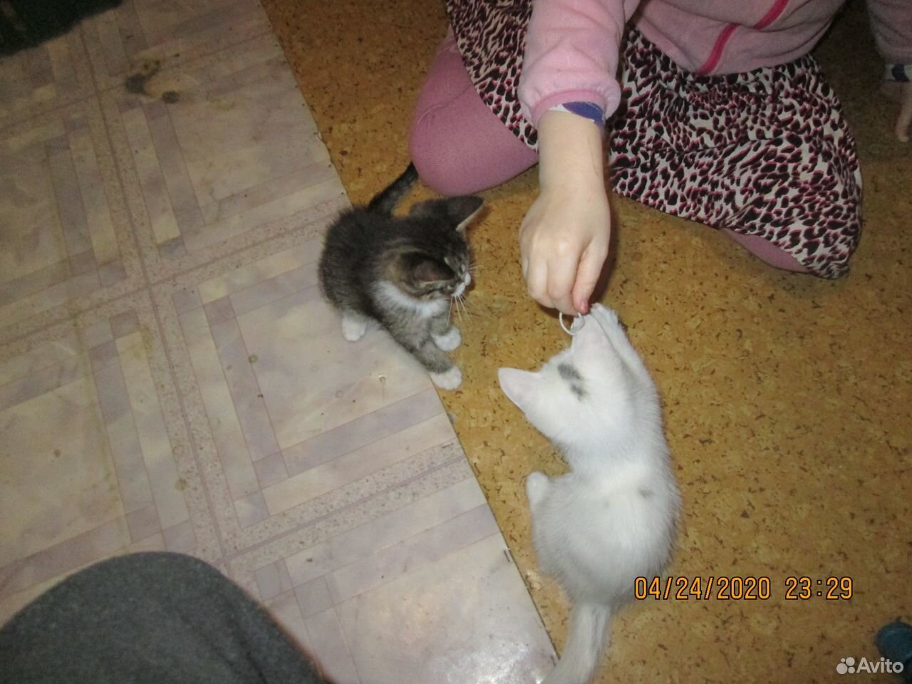 Веселые кошечки купить на Зозу.ру - фотография № 2