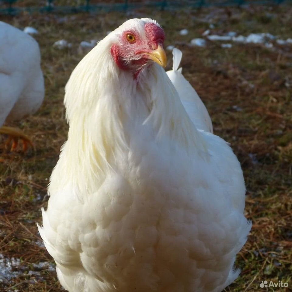 Курица белая яйценосная купить на Зозу.ру - фотография № 2