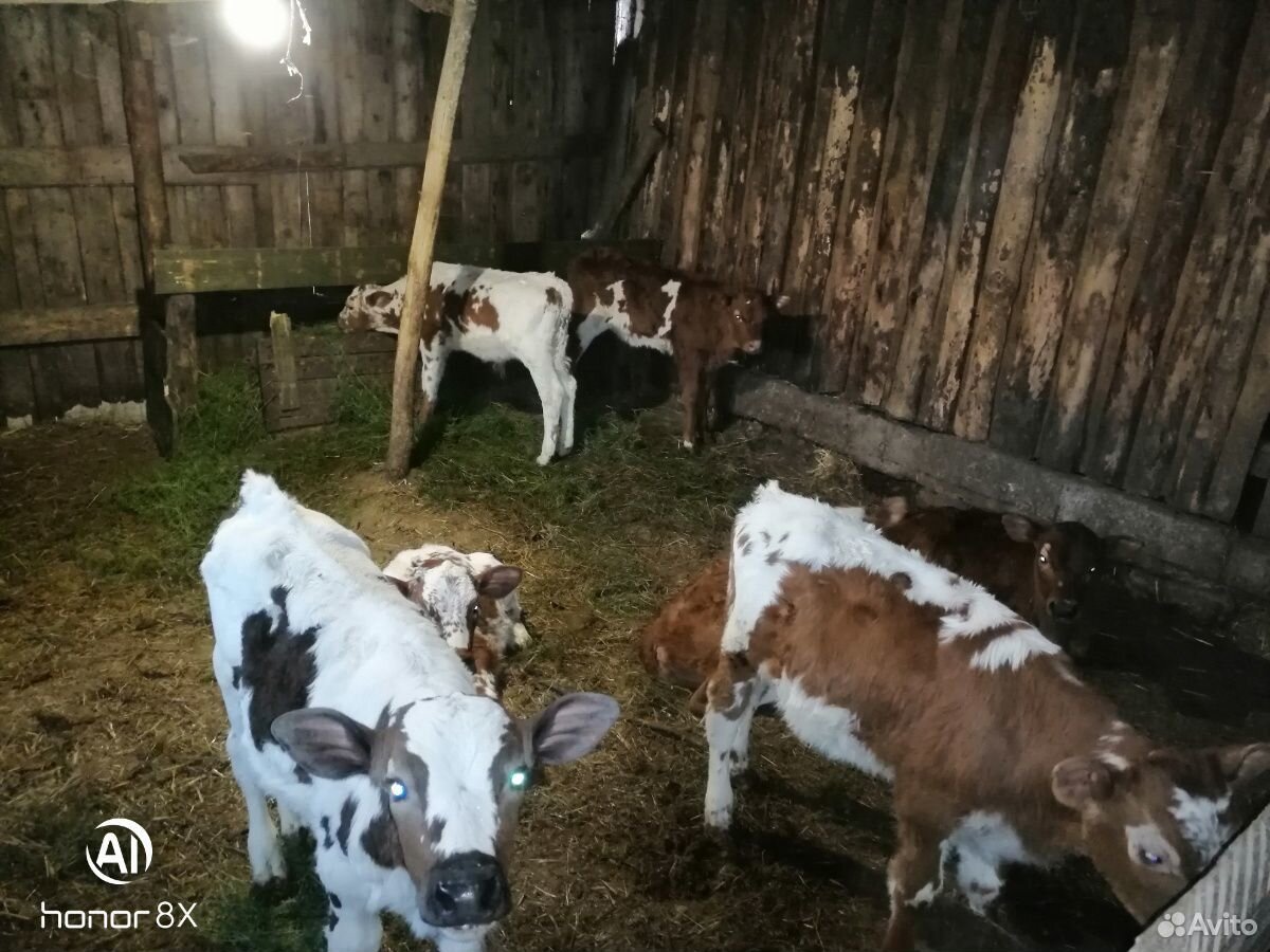Коровы и телята купить на Зозу.ру - фотография № 7