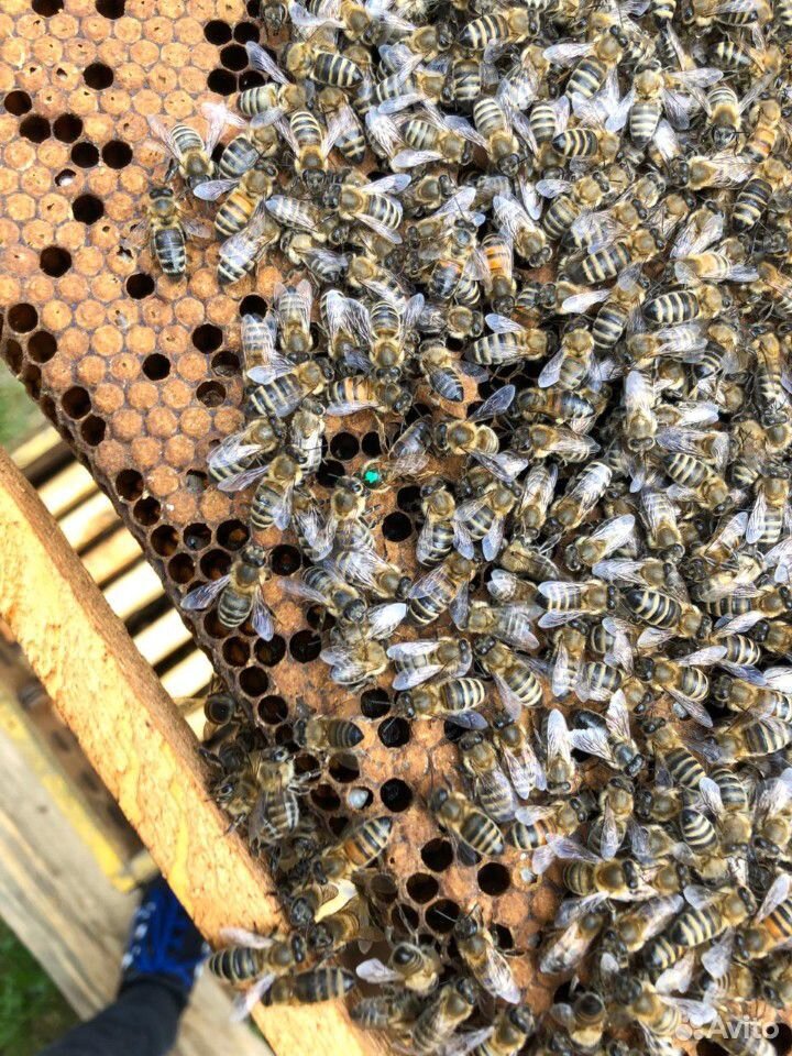 Пчёлы. пчело-пакеты купить на Зозу.ру - фотография № 6