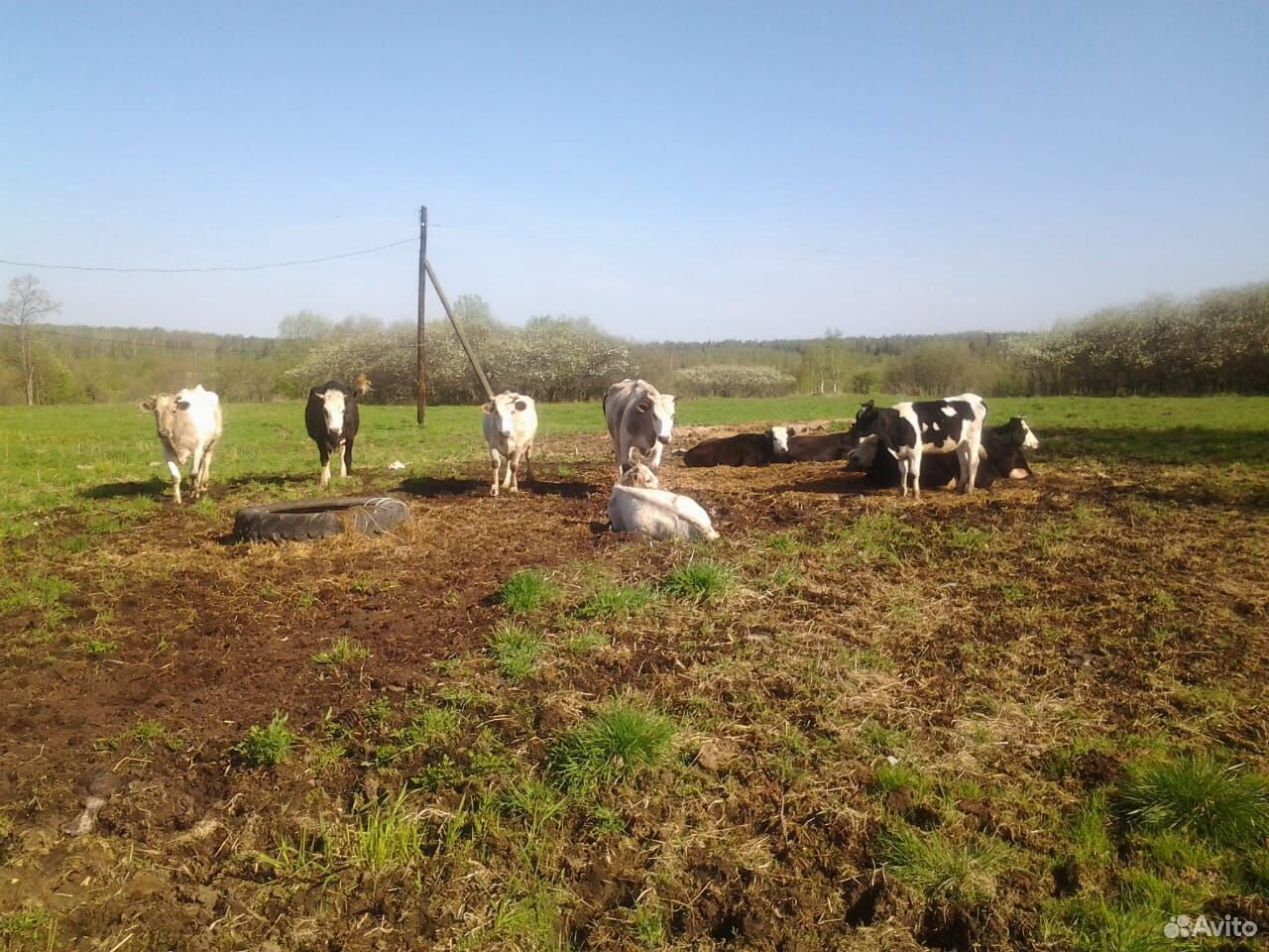 Продаются коровы купить на Зозу.ру - фотография № 1