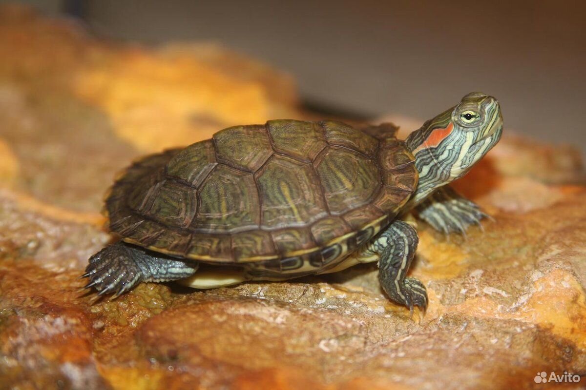 Черепаха красноухая,водяная купить на Зозу.ру - фотография № 2
