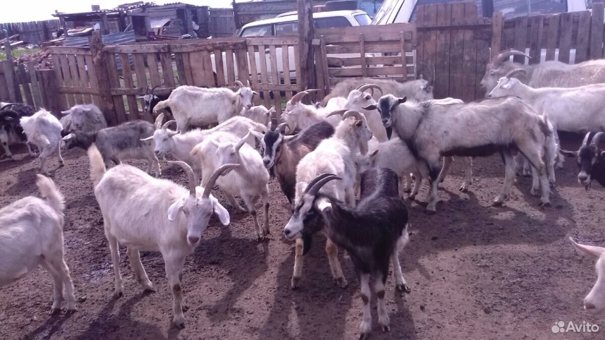 Продам козы купить на Зозу.ру - фотография № 6