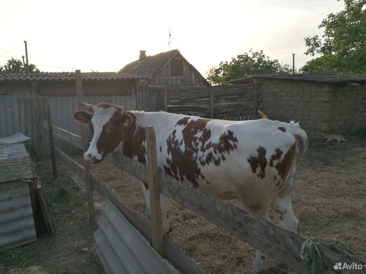 Корова(Телка 1,7 лет) голштинская купить на Зозу.ру - фотография № 7