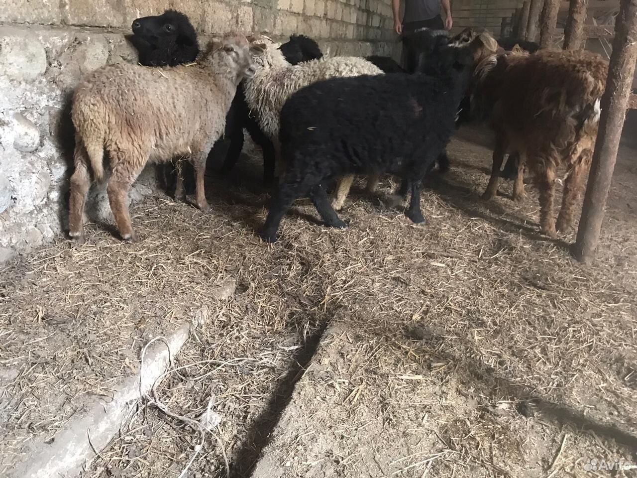 Овцы и ягнята купить на Зозу.ру - фотография № 1