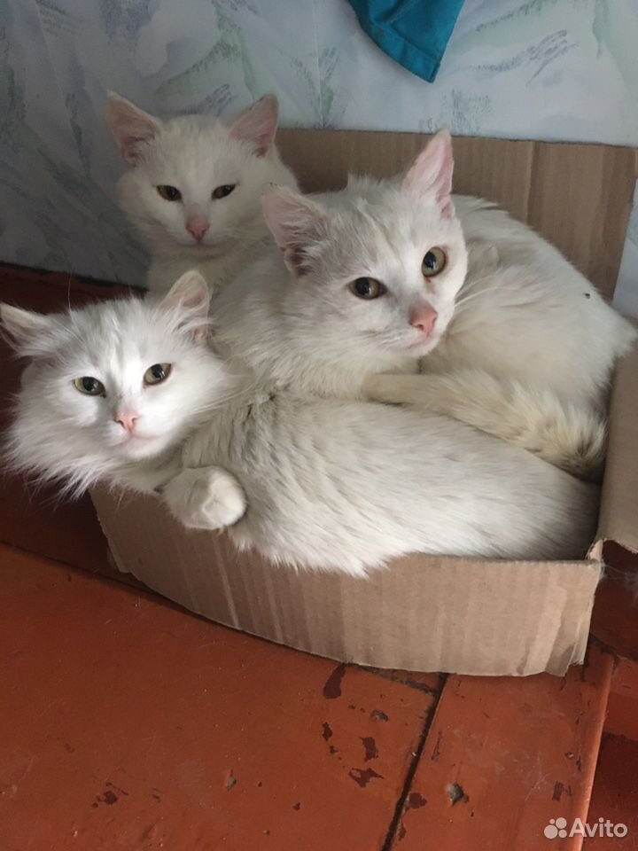 Три кота купить на Зозу.ру - фотография № 3