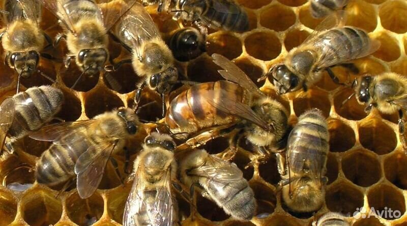 Пчелы, пчелопакеты купить на Зозу.ру - фотография № 2