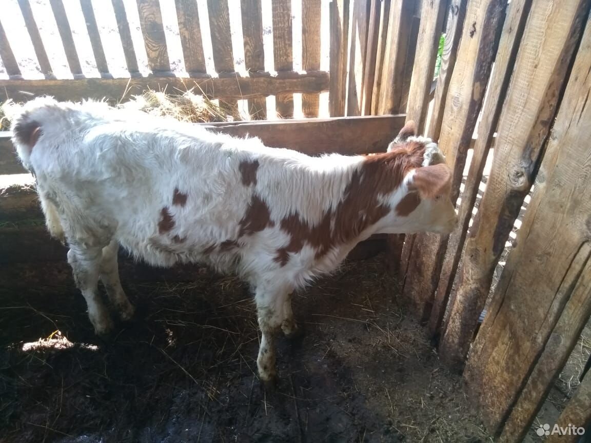Телята, корова купить на Зозу.ру - фотография № 6