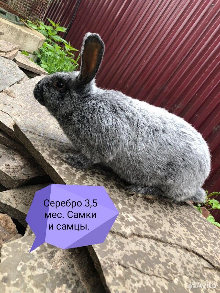 Кролики мясных пород купить на Зозу.ру - фотография № 6