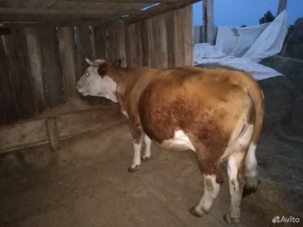 Продам корову должна наднях отелится 3 телёнот буд купить на Зозу.ру - фотография № 3