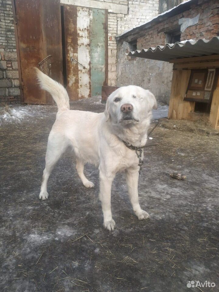 Собака из приюта купить на Зозу.ру - фотография № 8