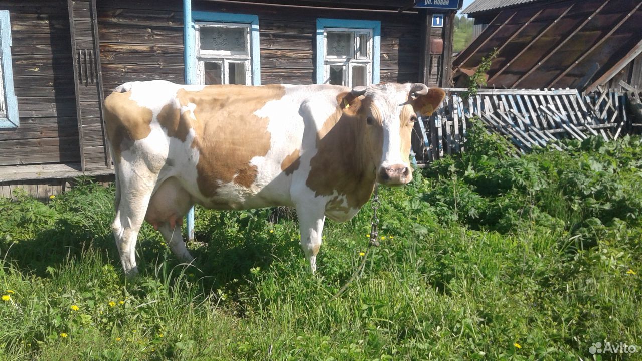 Корова голштинская купить на Зозу.ру - фотография № 2