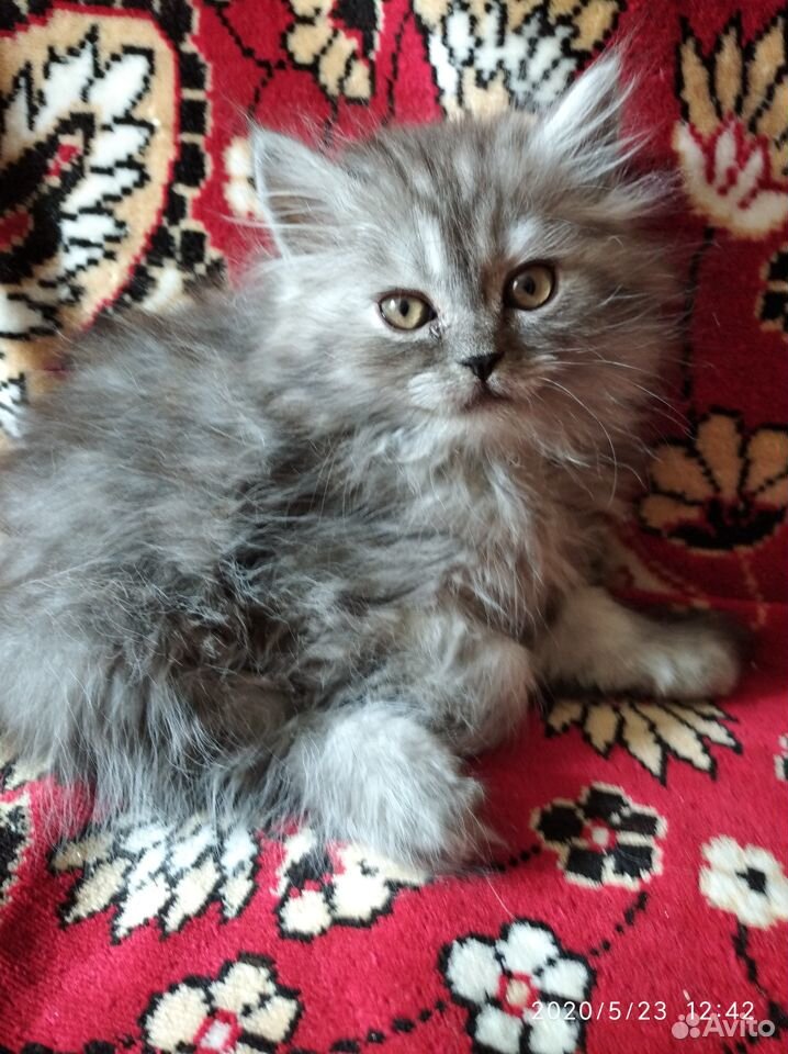 Персидский котёнок купить на Зозу.ру - фотография № 1
