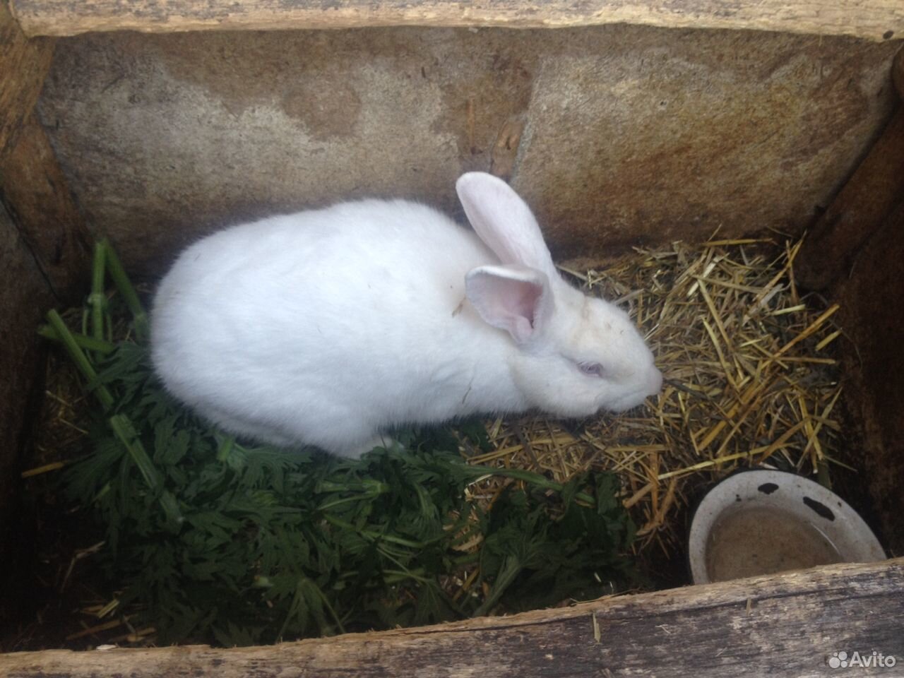 Кролик-производитель Белый паннон и крольчата купить на Зозу.ру - фотография № 3