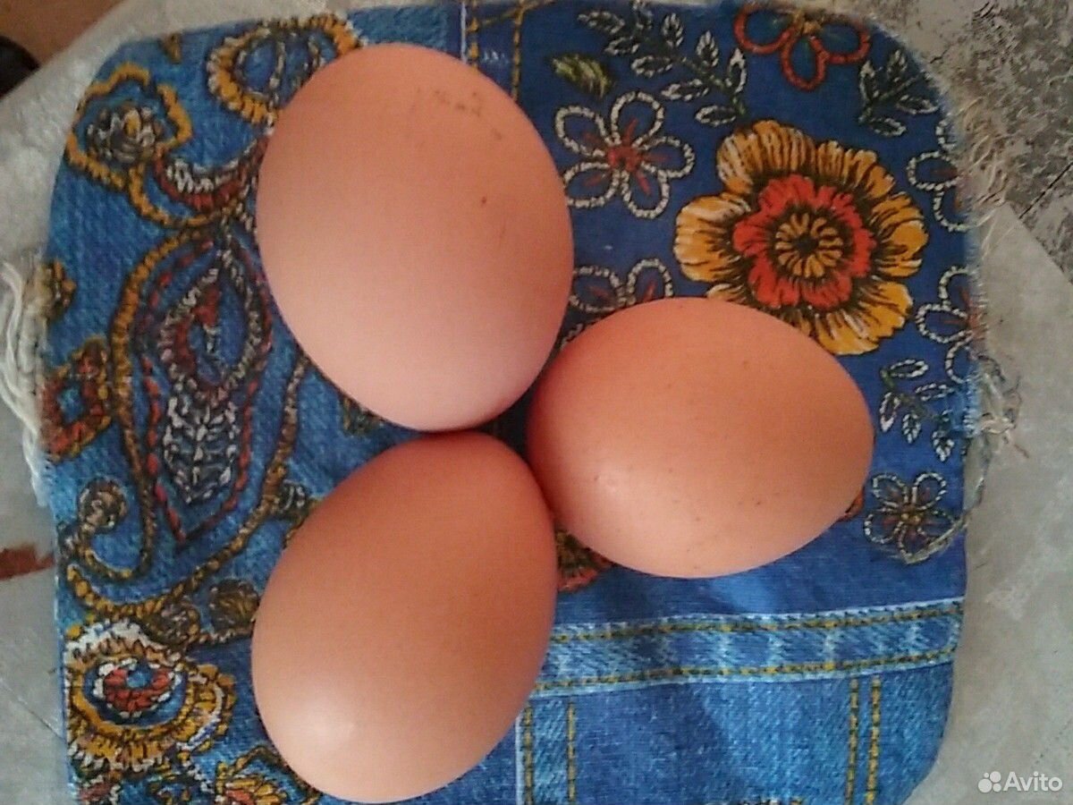 Яйцо инкубацыонное Джерсийский гигант купить на Зозу.ру - фотография № 2