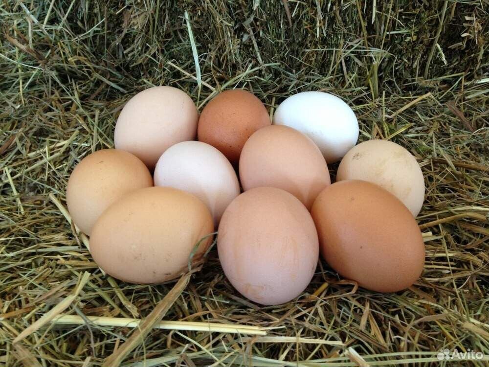 Яйца от домашних квакух купить на Зозу.ру - фотография № 1