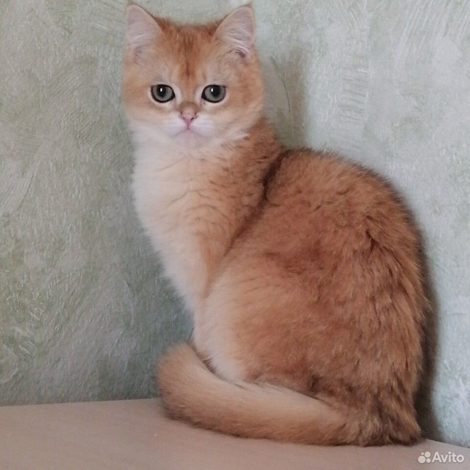 Шикарный котик купить на Зозу.ру - фотография № 1