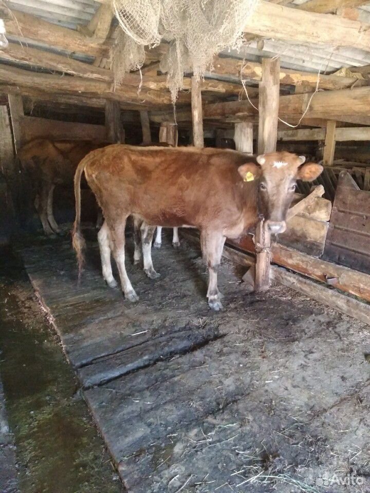 Корова. дойная купить на Зозу.ру - фотография № 1