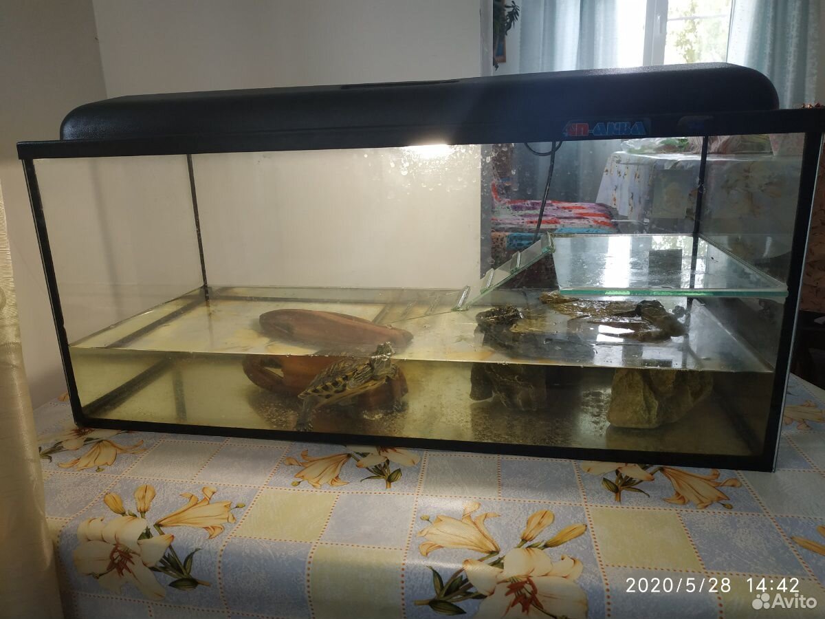 Красноухие черепахи с акватеррариумом купить на Зозу.ру - фотография № 2