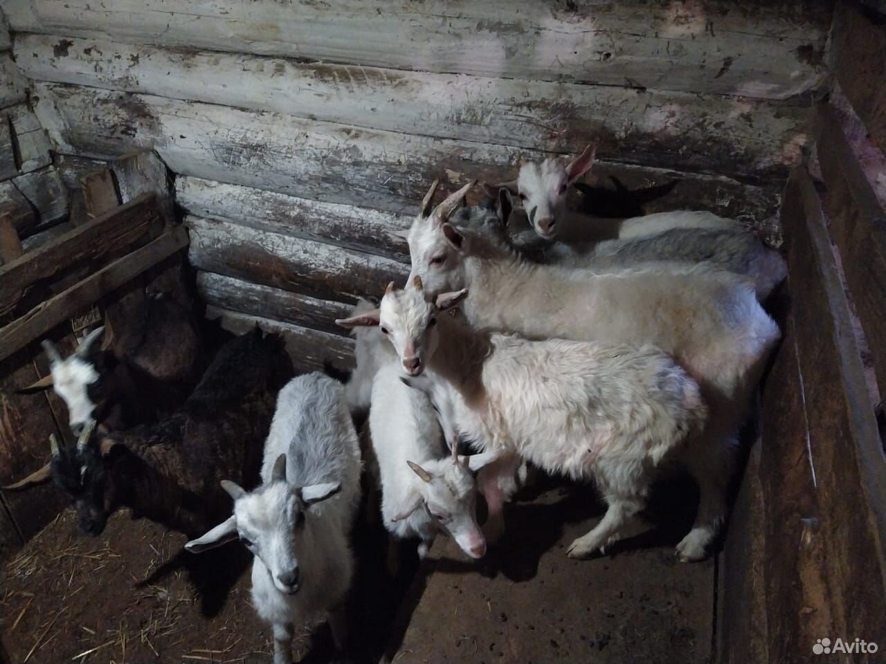 Молочные козы и козочки купить на Зозу.ру - фотография № 3