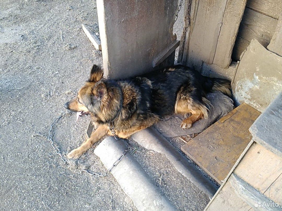 Щенки от сторожевой собаки купить на Зозу.ру - фотография № 5