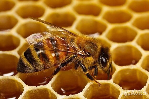 Продаю пчелосемья с ульями и инвентарём купить на Зозу.ру - фотография № 1