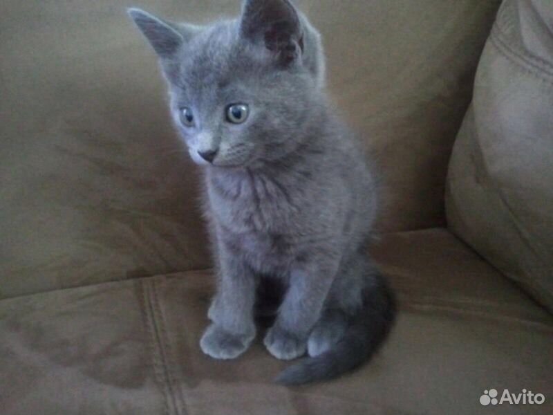 Серый котенок купить. Британская голубая кошка метис. Кошка Сибирская голубая гладкошерстная. Дымчатый котенок британец. Сибирская голубая дымчатая кошка гладкошерстная.