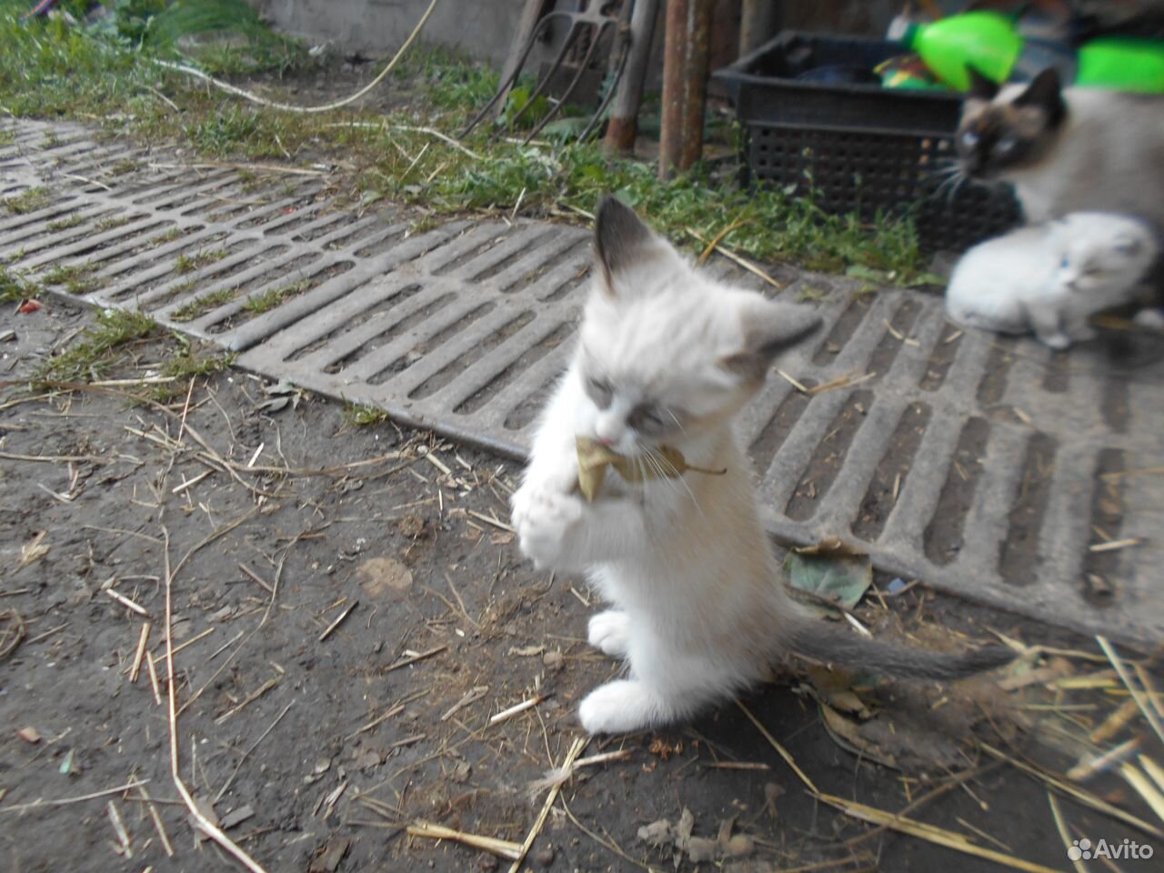 Очаровательные котята в дар купить на Зозу.ру - фотография № 2