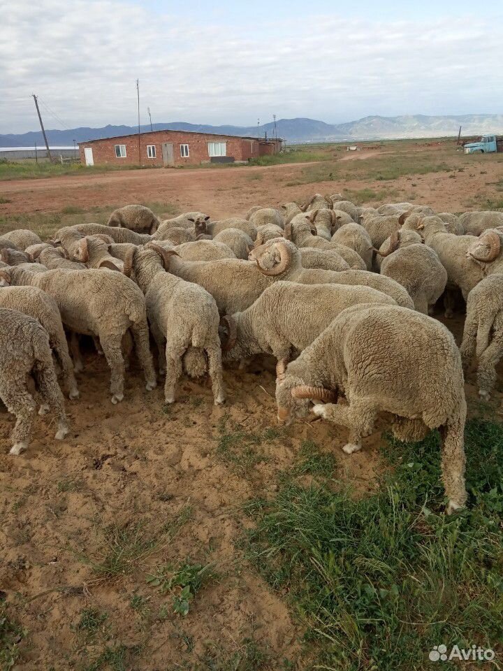 Бараны Овцы купить на Зозу.ру - фотография № 4