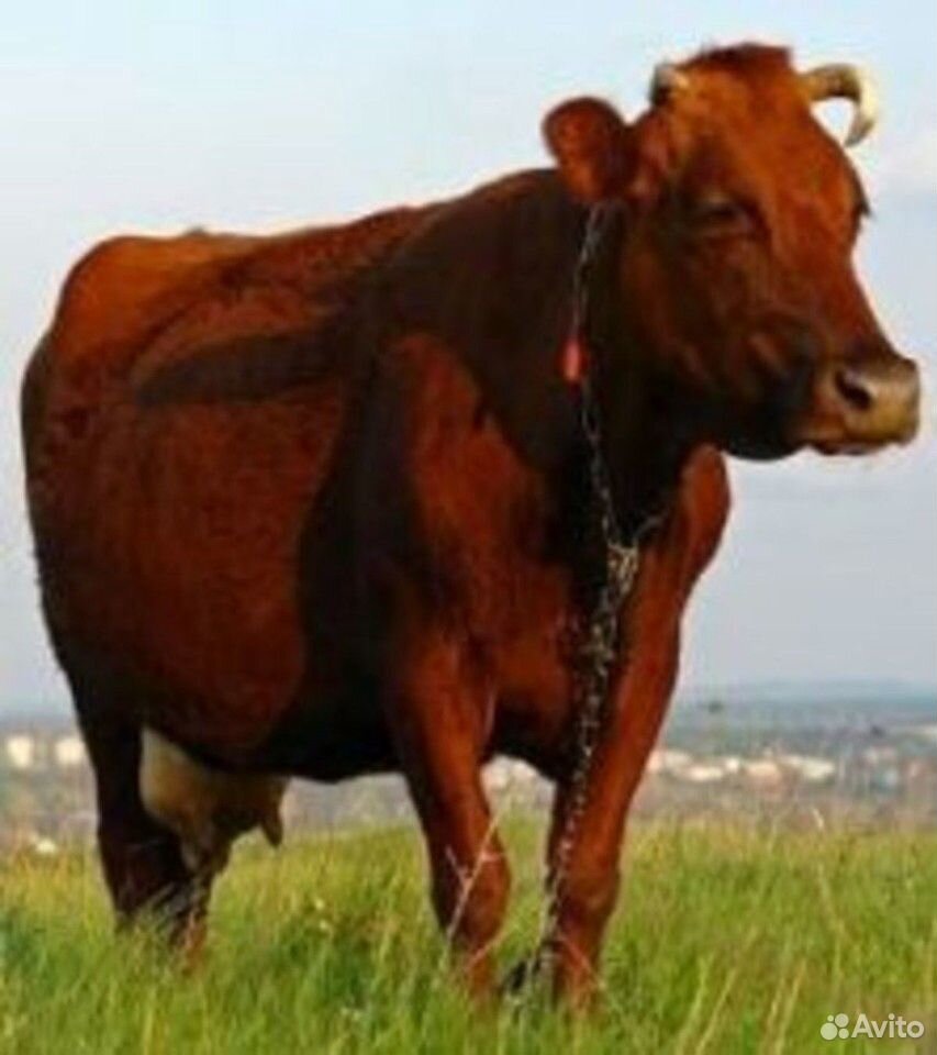 Корова Красностепной породы