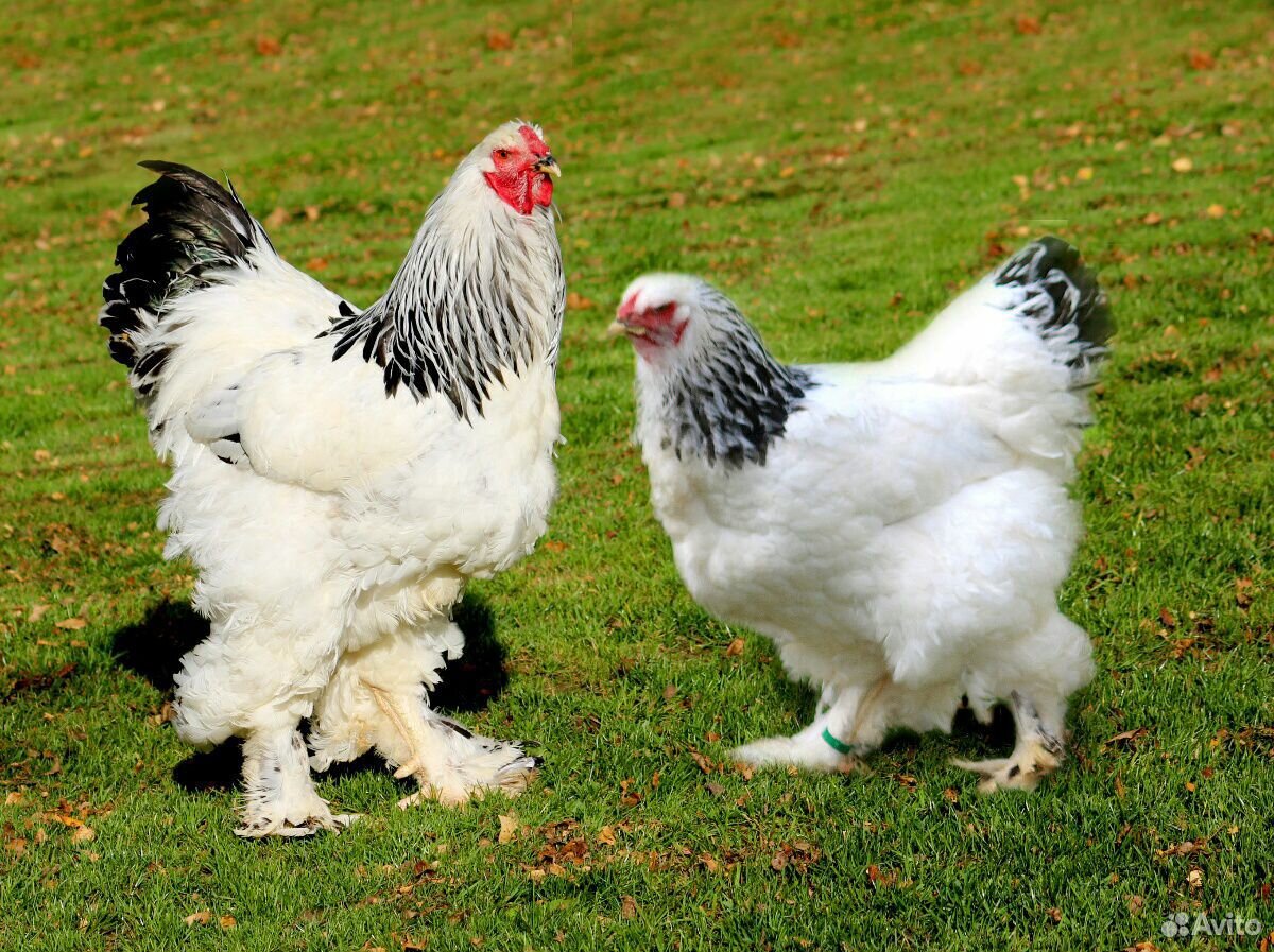 Инкубационное яйцо курицы брама купить на Зозу.ру - фотография № 1