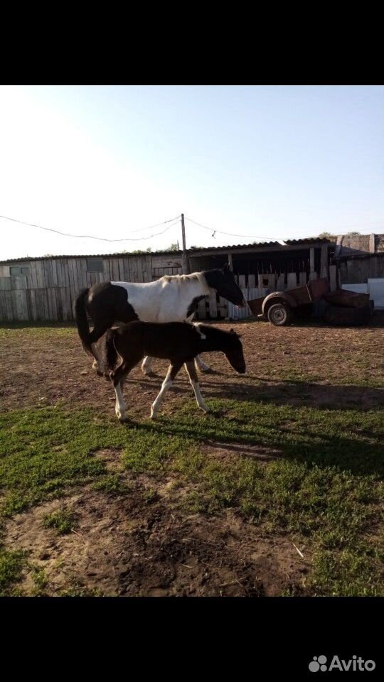 Лошадь с жеребенком купить на Зозу.ру - фотография № 2
