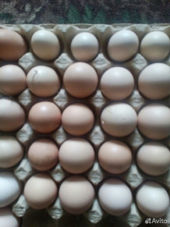 Яйцо инкубационное (Брама) купить на Зозу.ру - фотография № 1