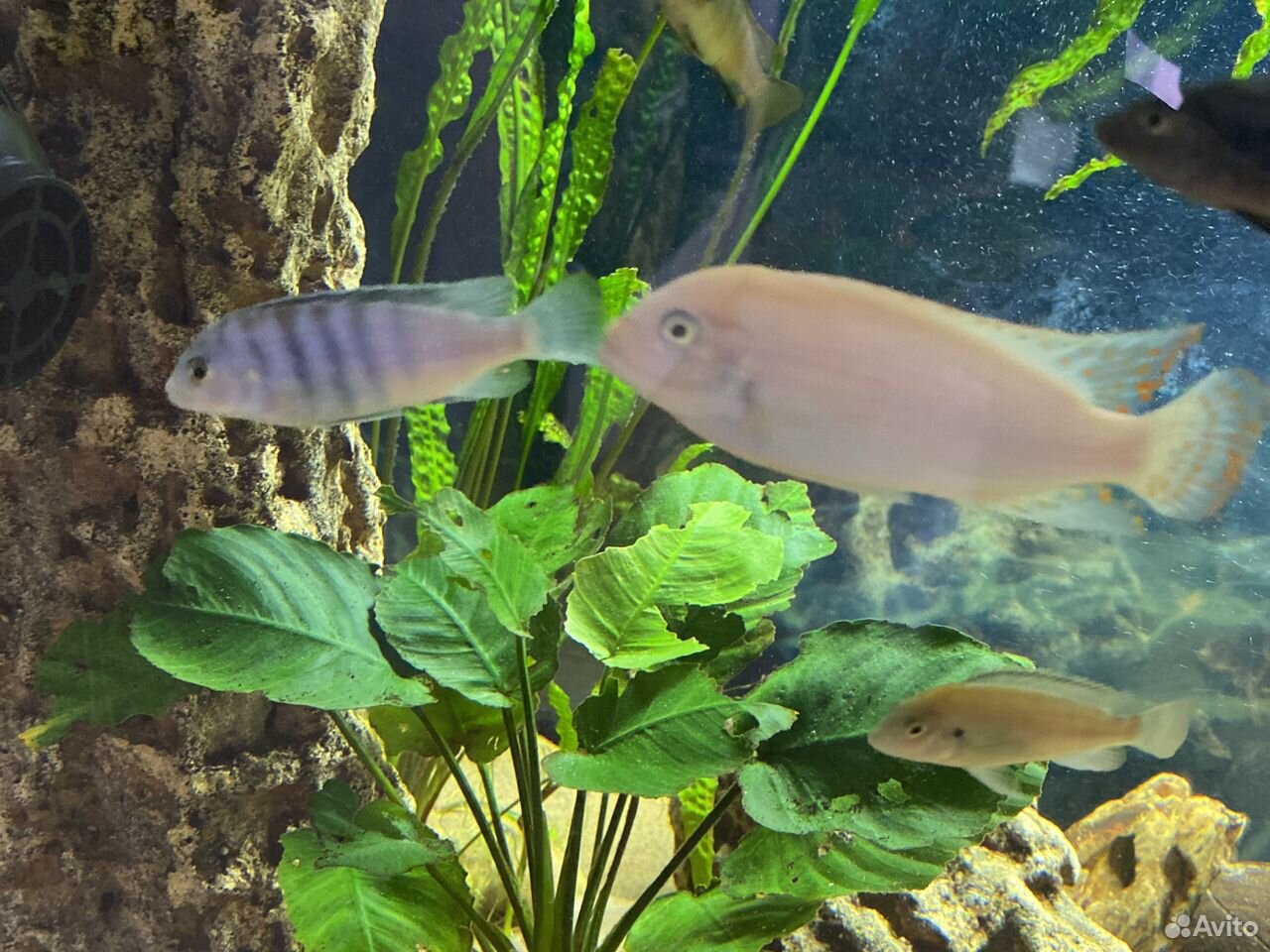 Metriaclima estherae RR, Labidochromis chisumulae купить на Зозу.ру - фотография № 2