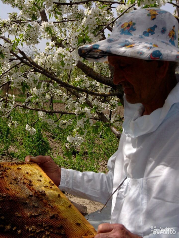 Пчёлы (Карника) купить на Зозу.ру - фотография № 3